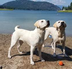 Beautiful Labs