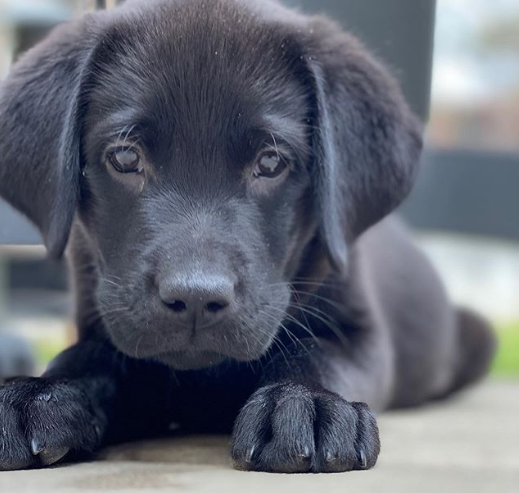 Henry Black Lab