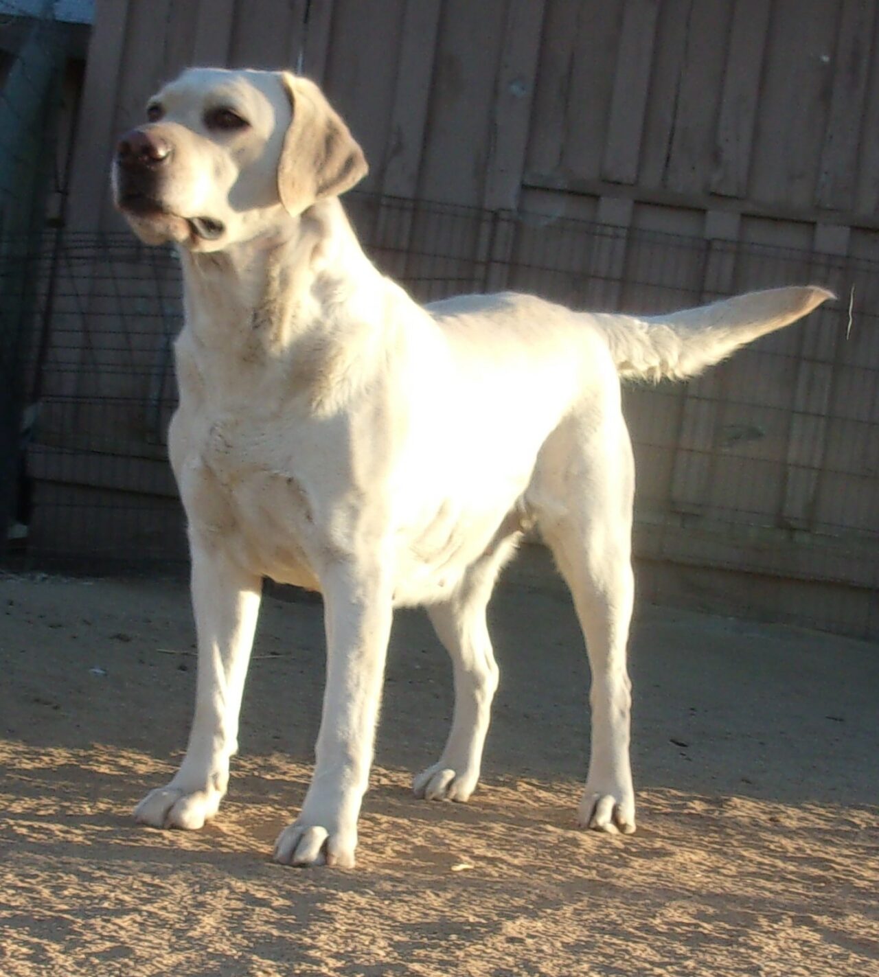 Oak Meadows Labradors yellow and black English lab breeder