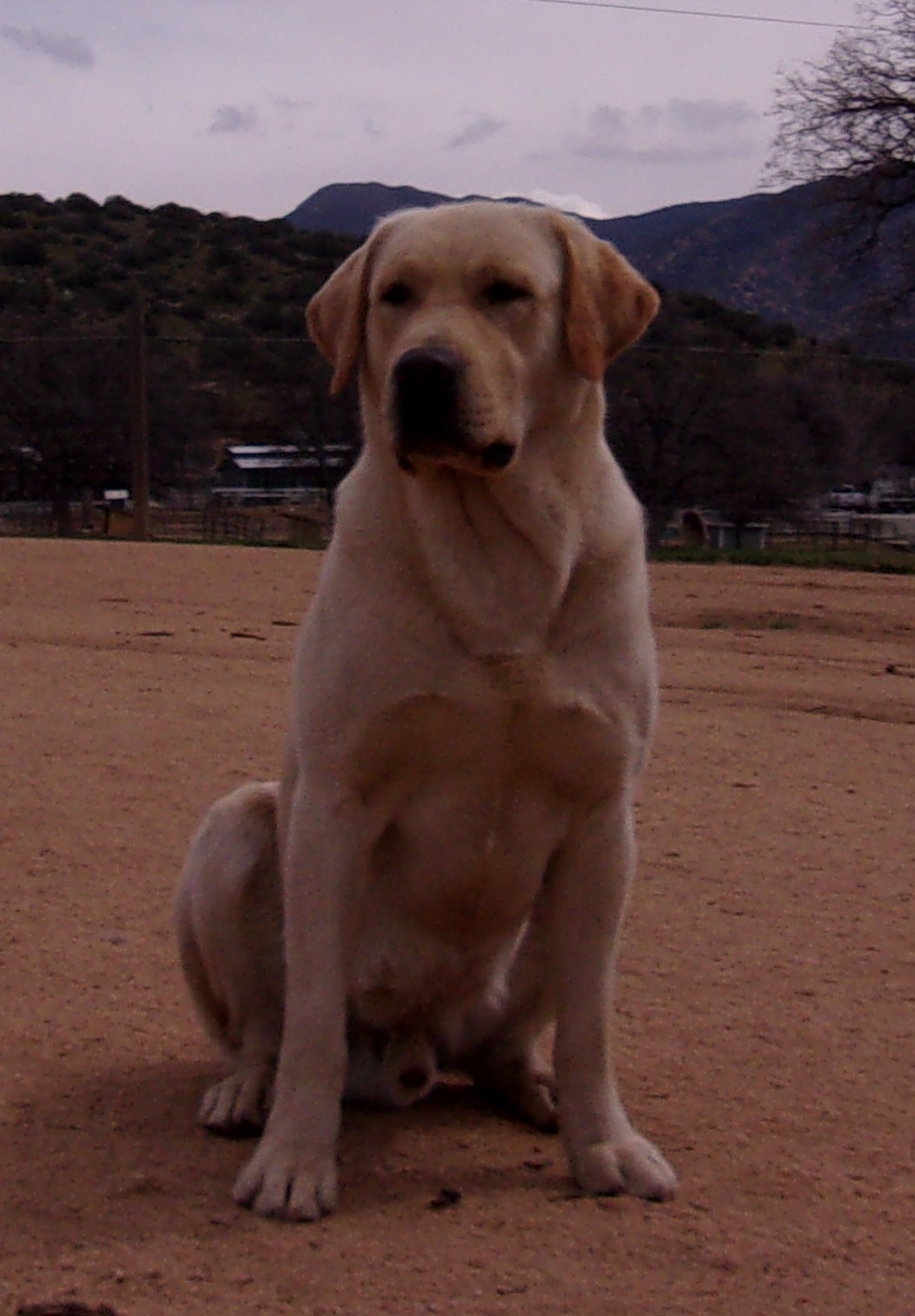 Prince - Oak Meadows Labs