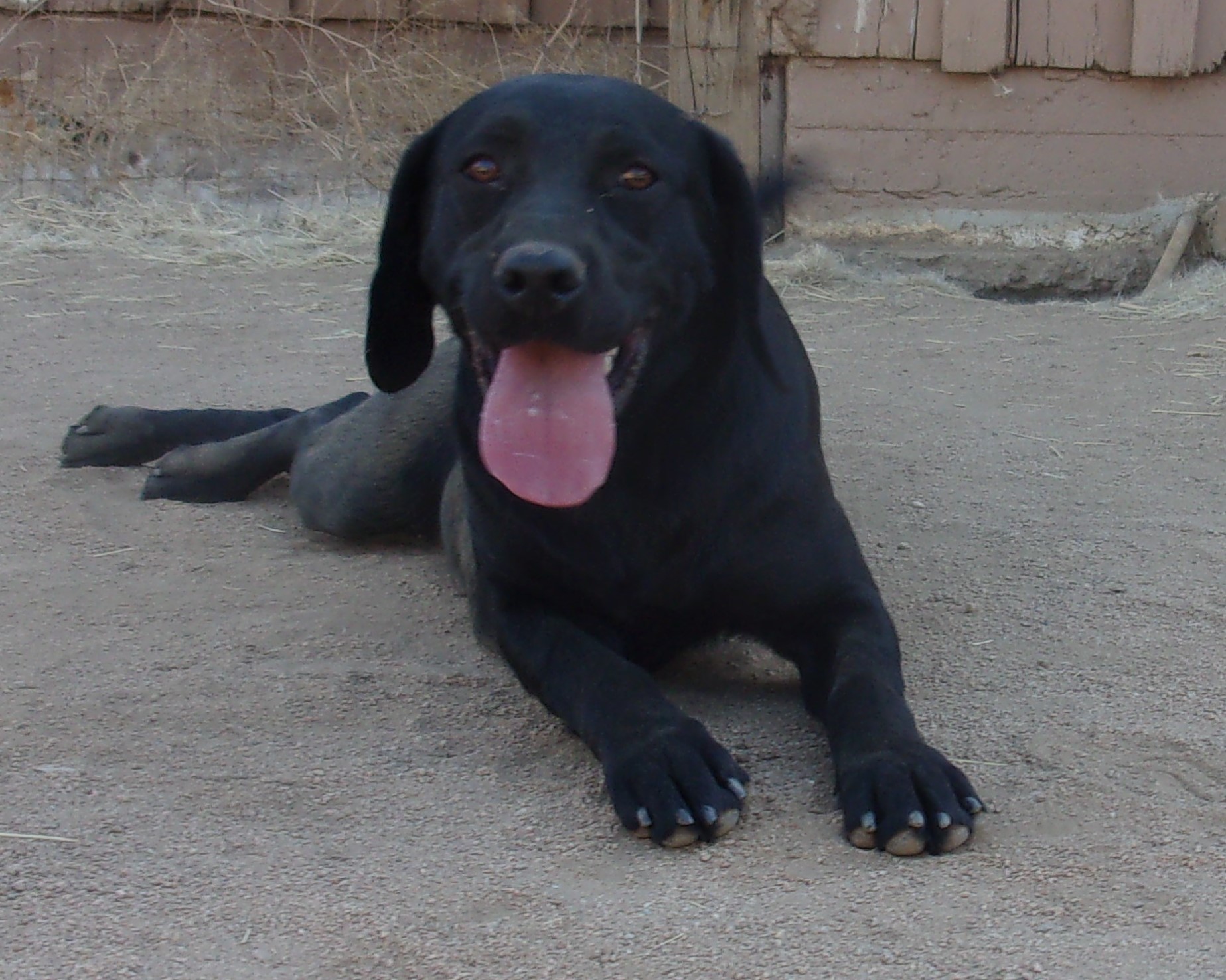 Midnight Black Lab
