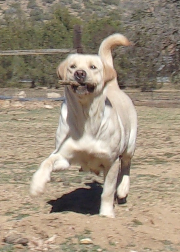stormy Yellow english lab