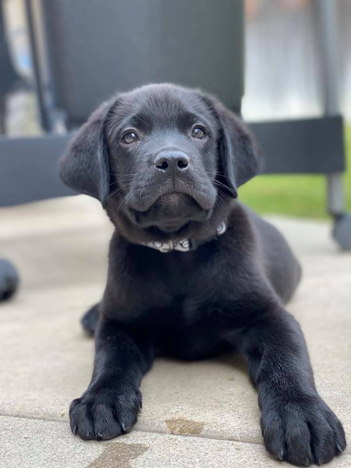 Gorgeous lab puppy